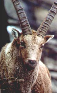 Steinbock