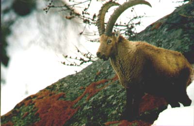 Steinbock