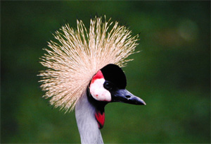 Vogel